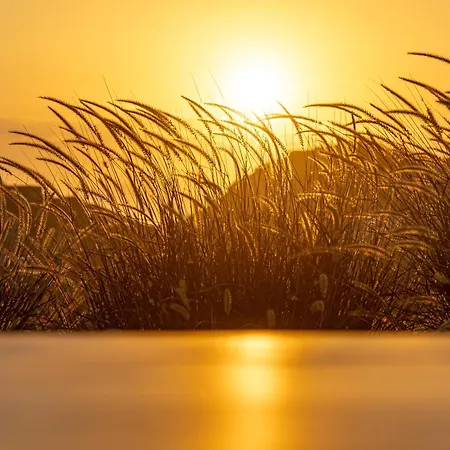 Sunshine *