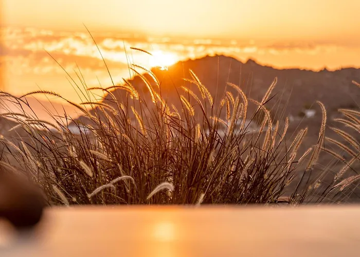 Sunshine מיקרי ויגלה